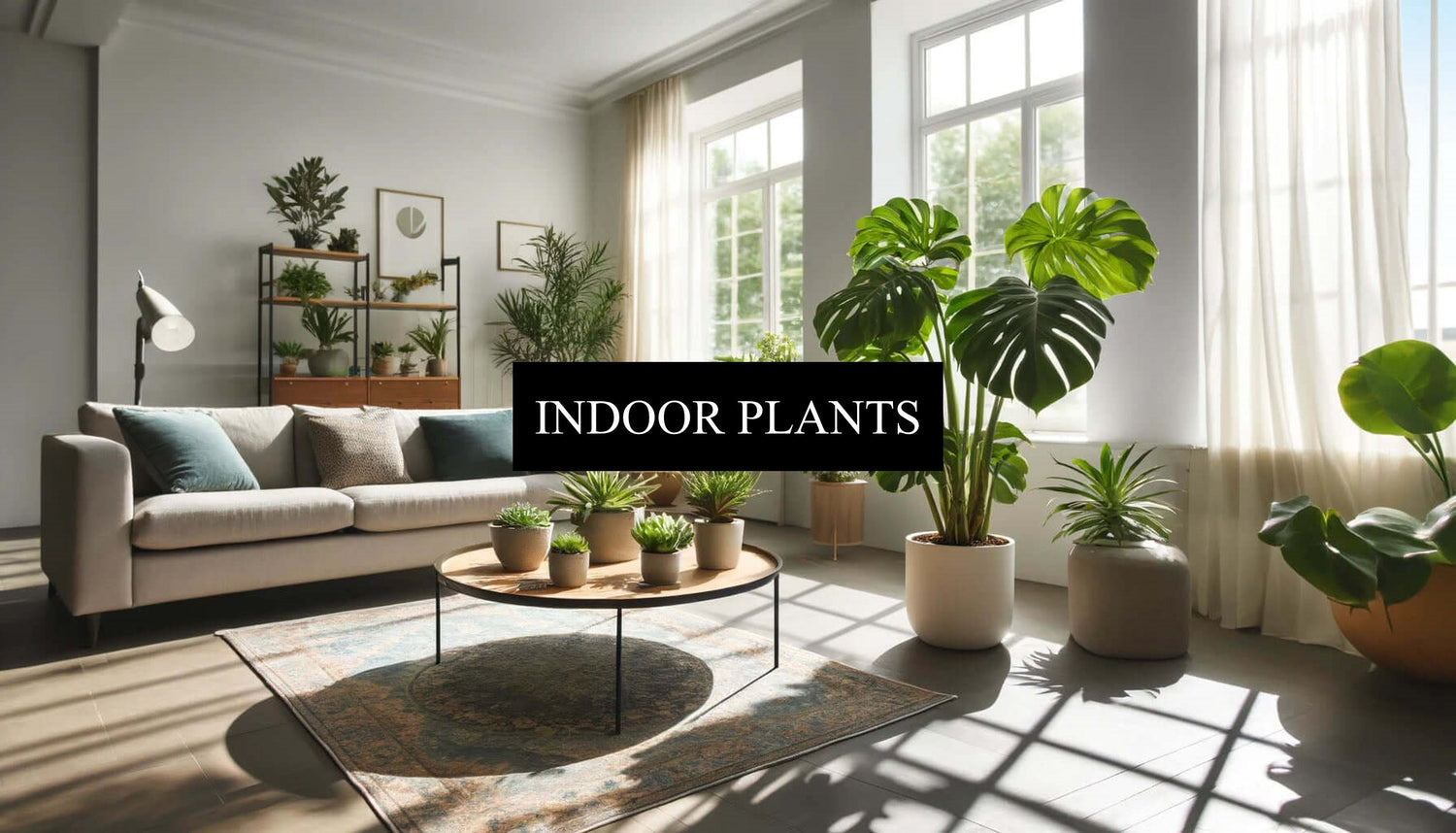 Indoor Plants