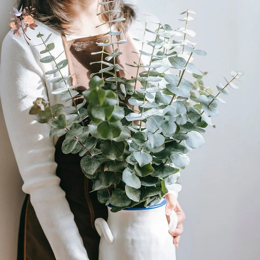 Natural Eternal Eucalyptus Leaves